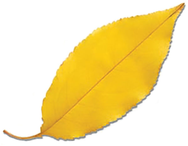 Photograph of an up-close yellow leaf.