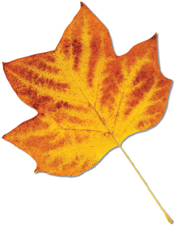 Photograph of an up-close brown and yellow leaf.