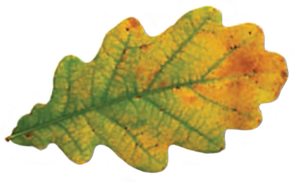 Photograph of an up-close green and yellow leaf.