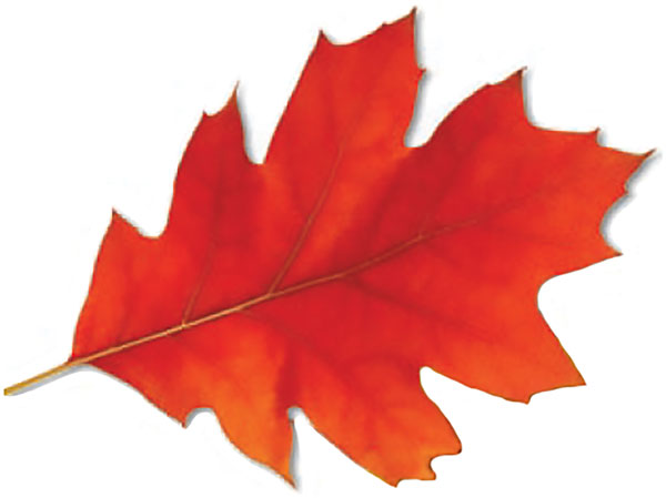 Photograph of an up-close red leaf.