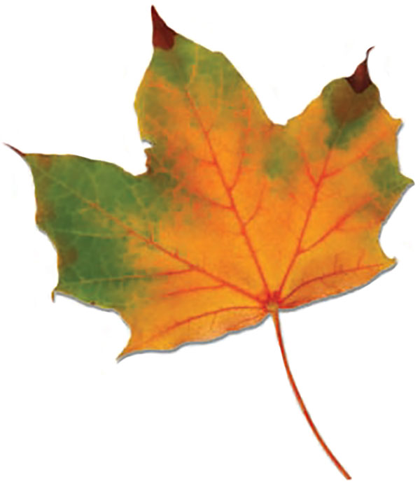 Photograph of an up-close orange, green and brown leaf.